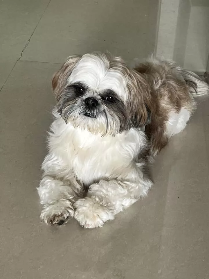 Why Should I Worry If My Shih Tzu Is Shaking?