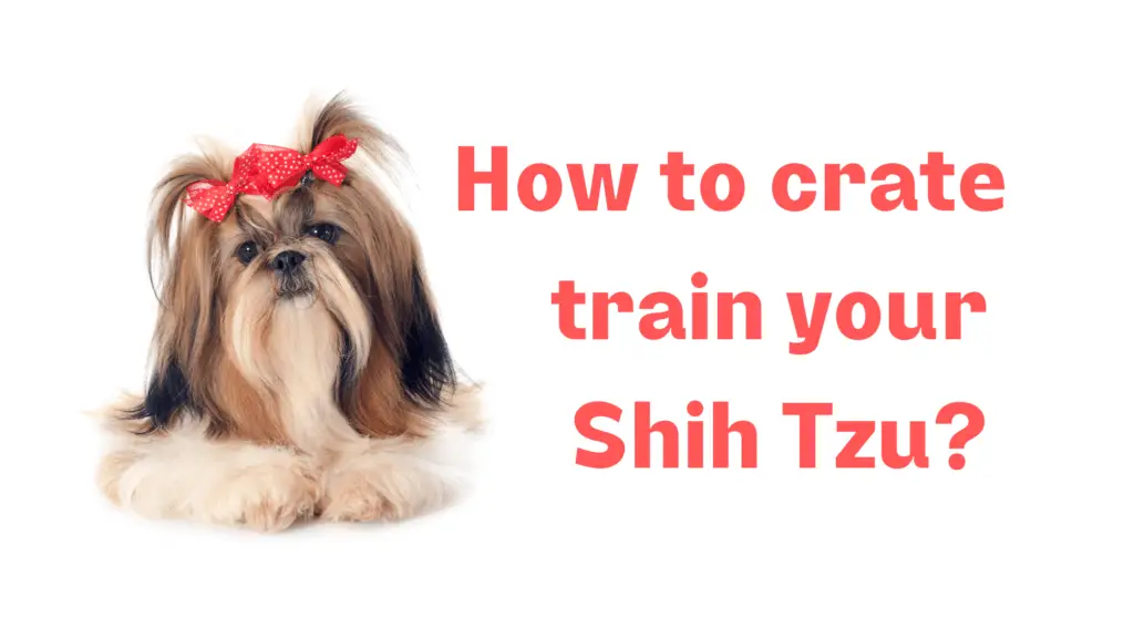 how to crate train a shih tzu