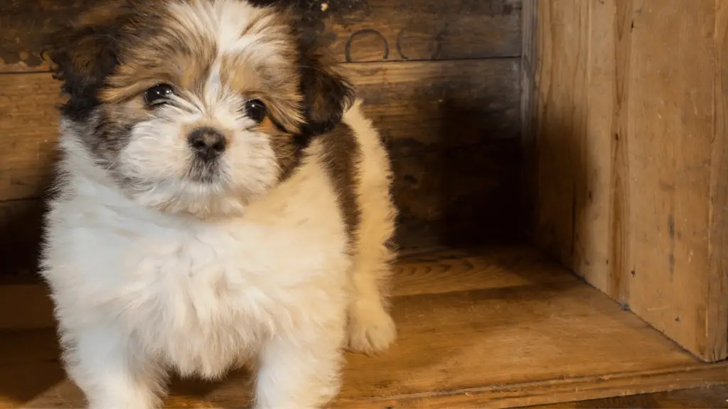 Prepping The Crate For Training Your Shih Tzu