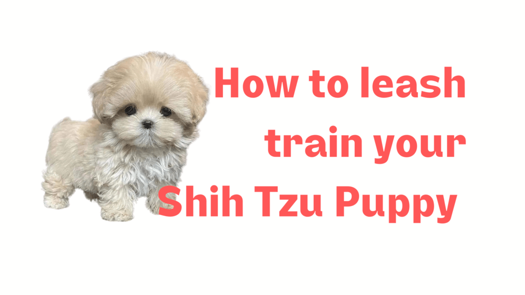 How to leash train your Shih Tzu puppy?