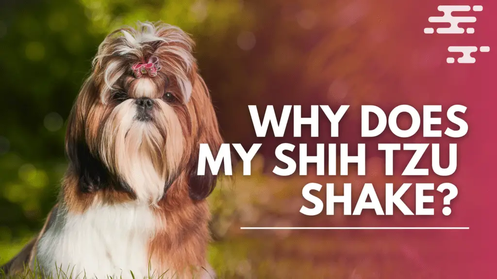 Why Does My Shih Tzu Shake?