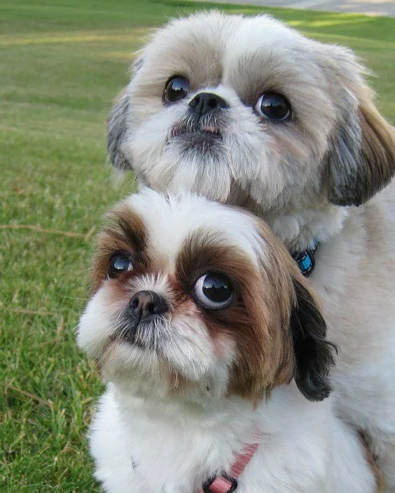 Relieving A Shih Tzu’s Itchy Skin