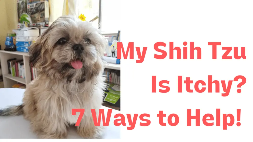 my shih tzu is itchy