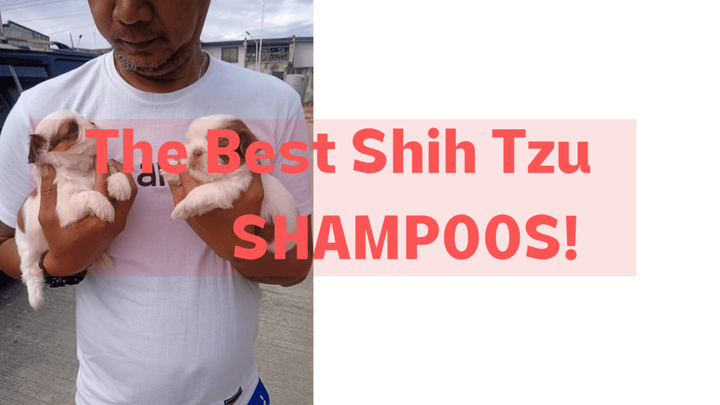 shih tzu best shampoo