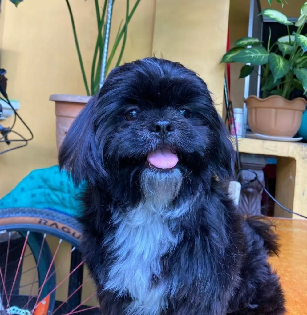 When Should I Start Worrying About My Shih Tzus Panting?