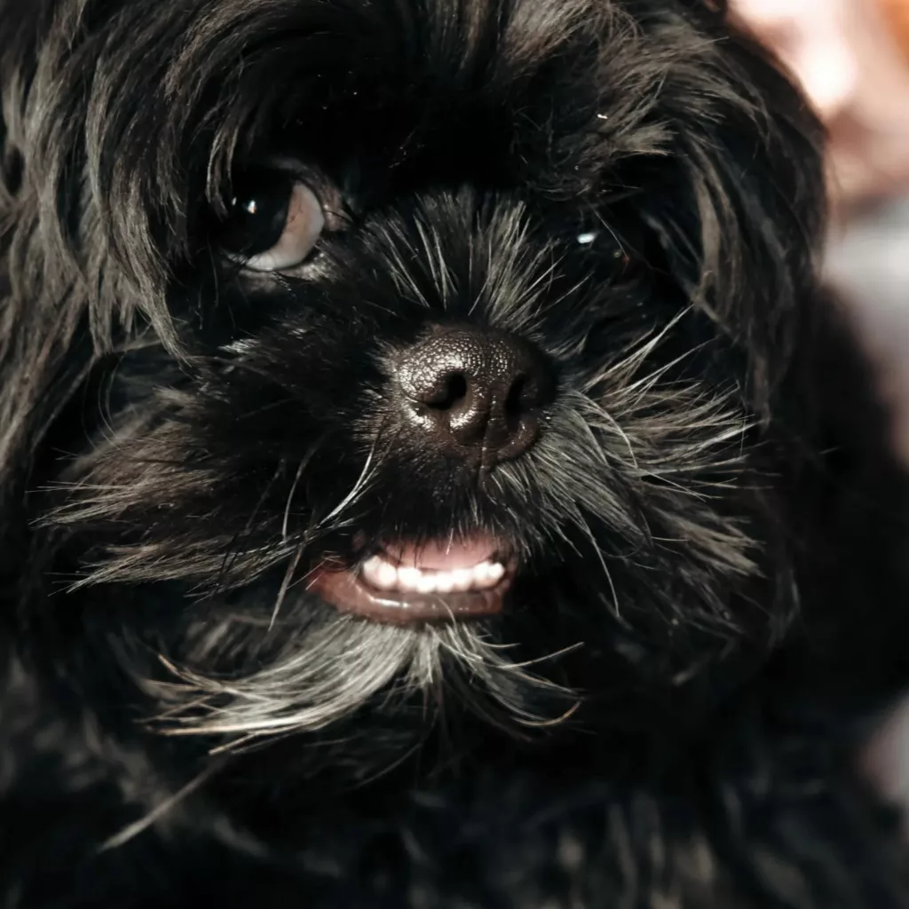 Signs Of Menstruation In Shih Tzu