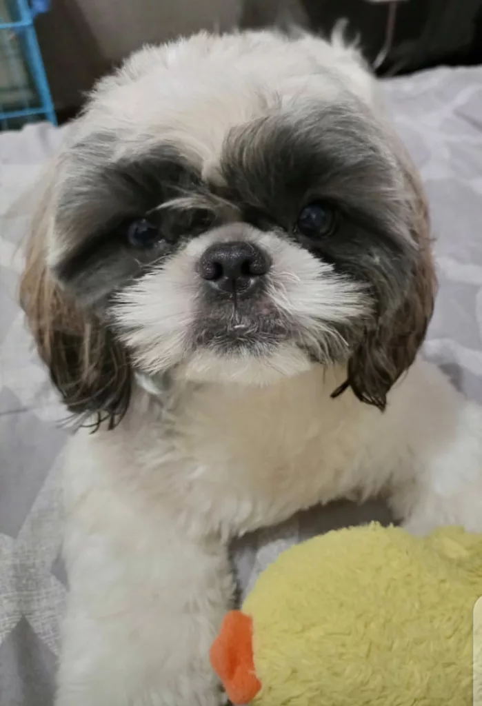 Core Vaccinations For Shih Tzus: All That You Should Know