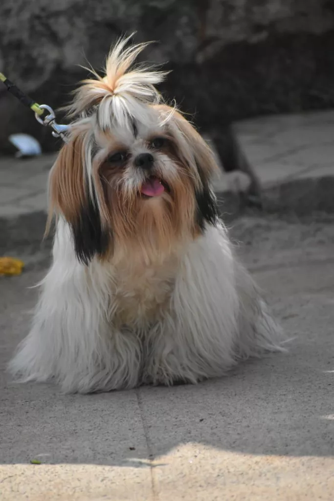 Should I Let My Shih Tzu Sleep In My Bed?