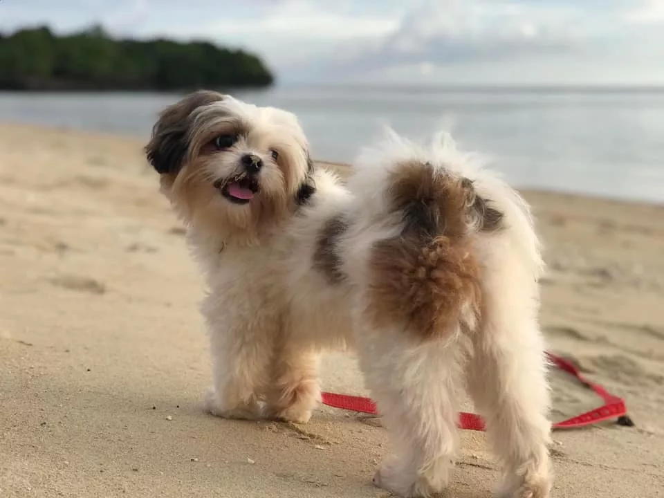 How Do You Train A Shih Tzu To Sleep In The Bed?