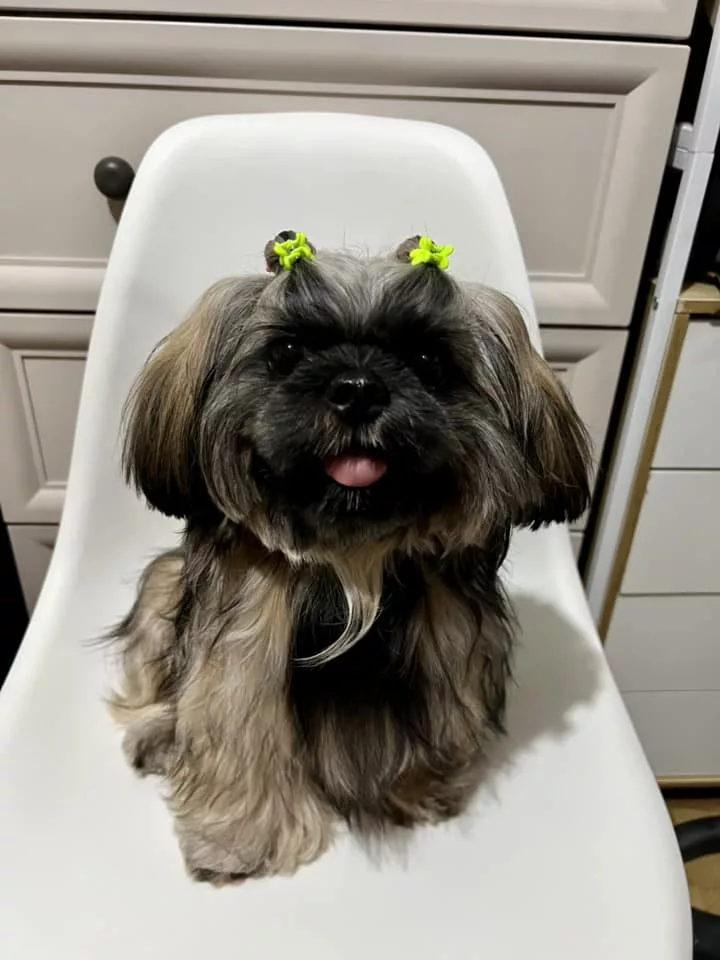 How Does Shih Tzu Sleep?
