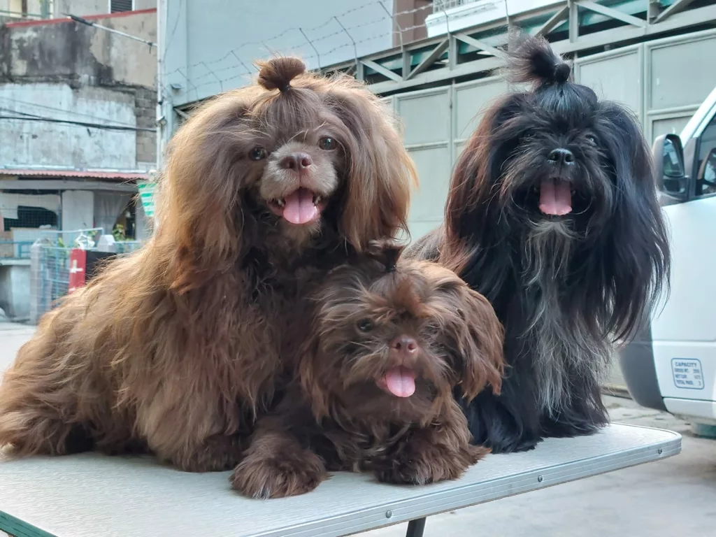 Where Should A Shih Tzu Sleep?
