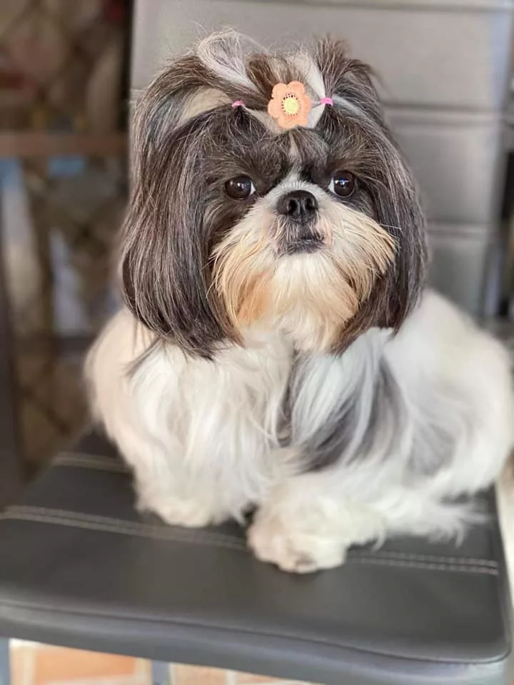 Why Does Shih Tzus Face Behavioral Issues?