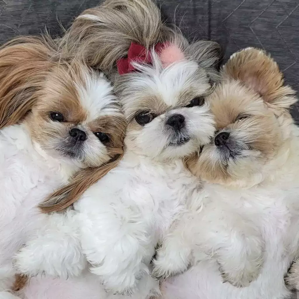 How To Treat A Shih Tzu With Cold?