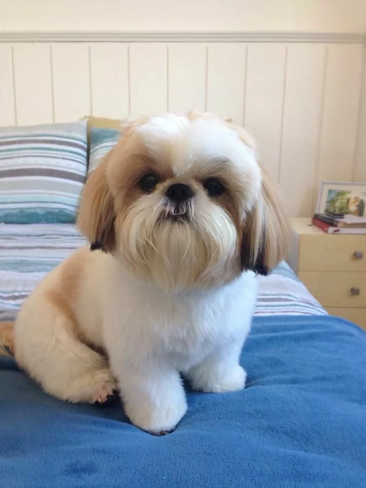 The Cost of Owning a Shih Tzu in India