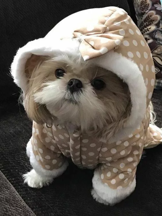 Do Shih Tzus Get Cold?