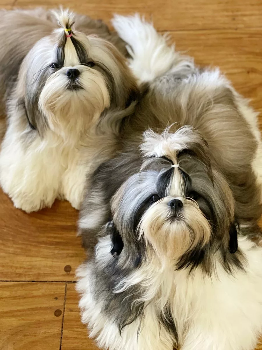 Best Homemade Food For Shih Tzu
