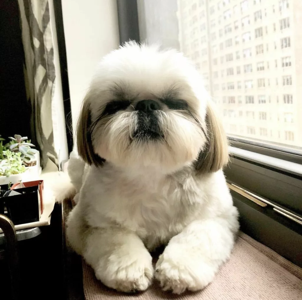 Recognizing Signs of Dying in Shih Tzus