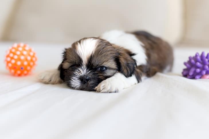 How to Train a 2 Month Old Shih Tzu Puppy?