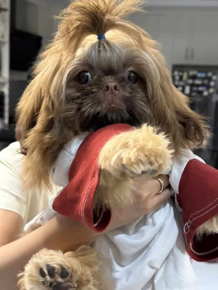 Caring for a Cross-Eyed Shih Tzu