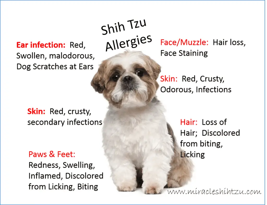 What Foods Are Shih Tzu Allergic To?