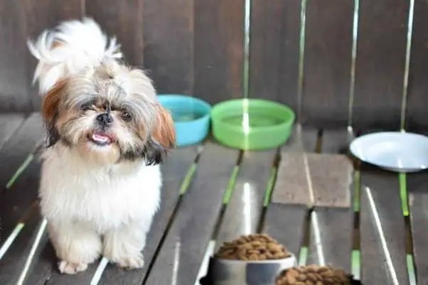 Can I Feed My 1 Month Old Shih Tzu?