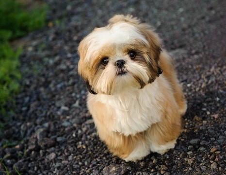 Do They Groom Shih Tzu's Differently in the Uk?