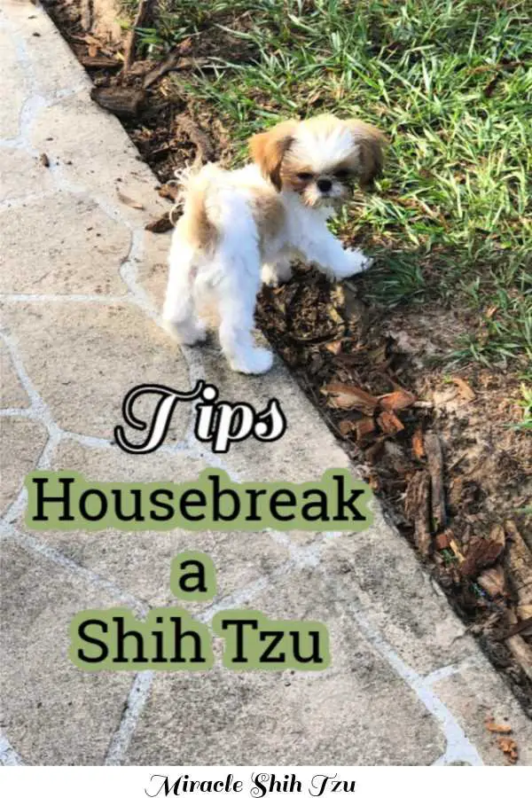 How To House Train A Maltese Shih Tzu?