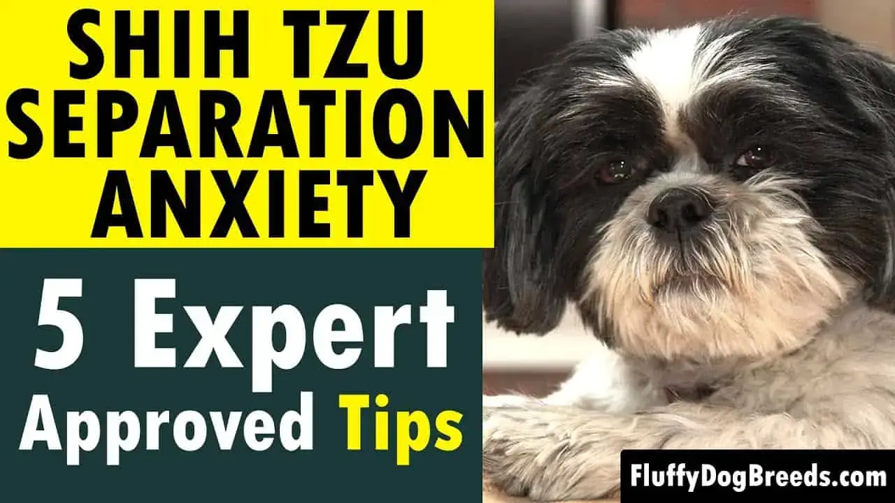 How to Train Separation Anxiety Shih Tzu?