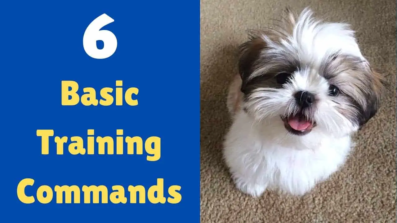 How to Train Shih Tzu Tricks?