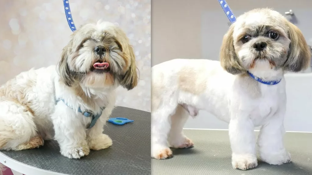 How To Groom And Clip A Shih Tzu?