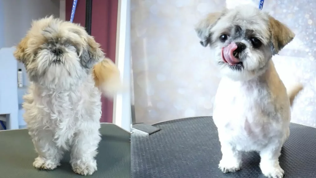 Stunning Shih Tzu Grooming For Short Hair image