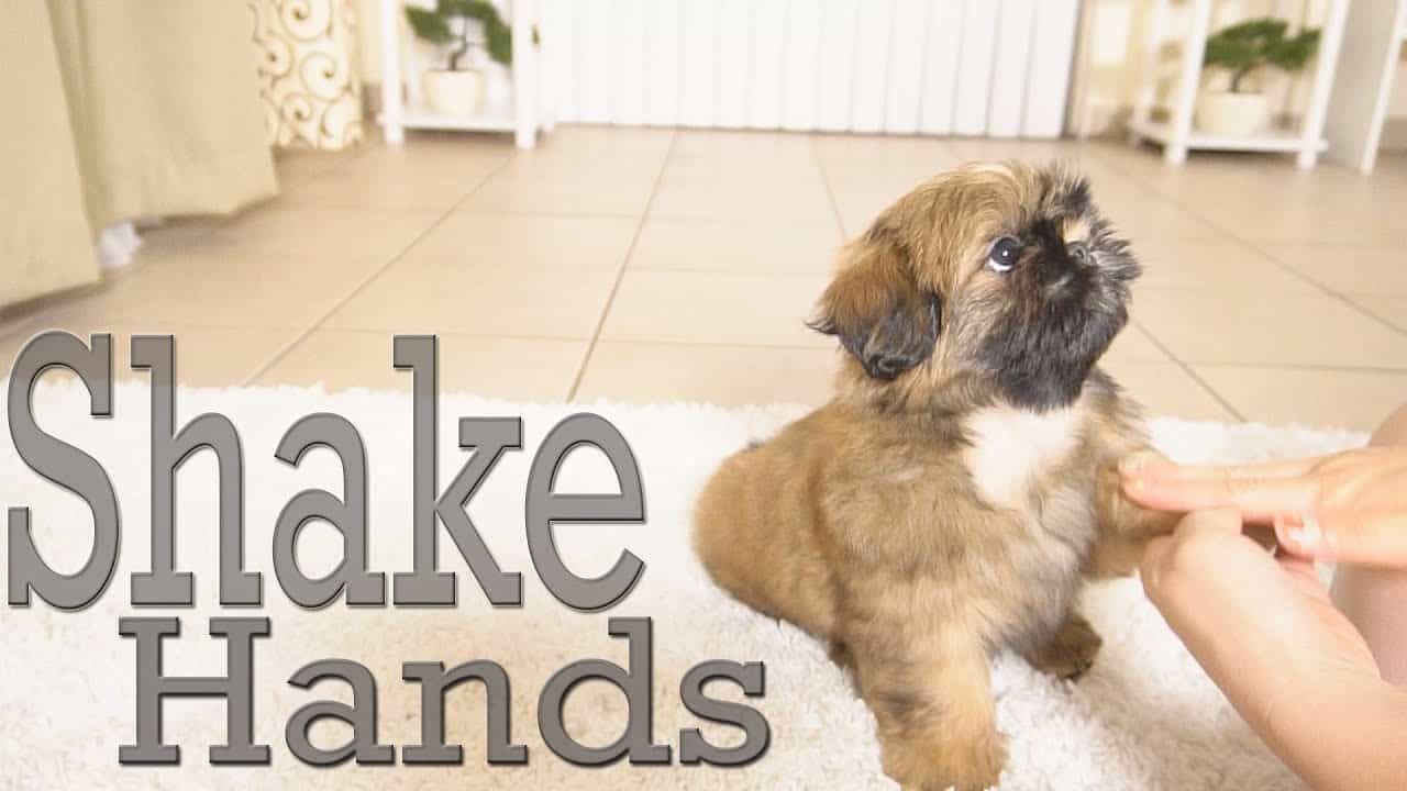 Shitzhu Hand Racket How To Train Shih Tzu To Shake Hand?