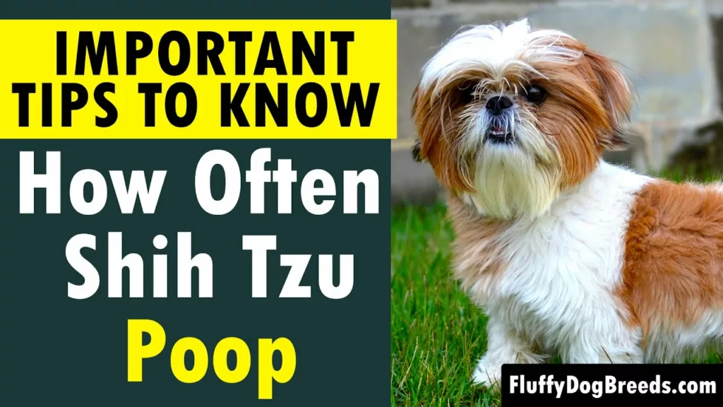 How Often Should 5 Month Shih Tzu Poop?