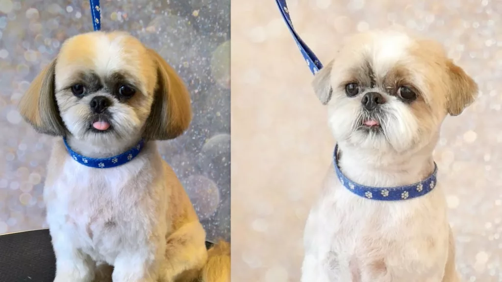 How To Groom A Shih Tzu Ears?