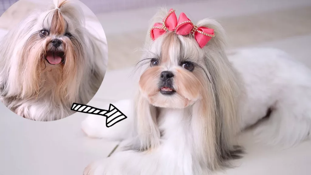 How To Groom A Shih Tzu With Long Hair Photo Inspiration