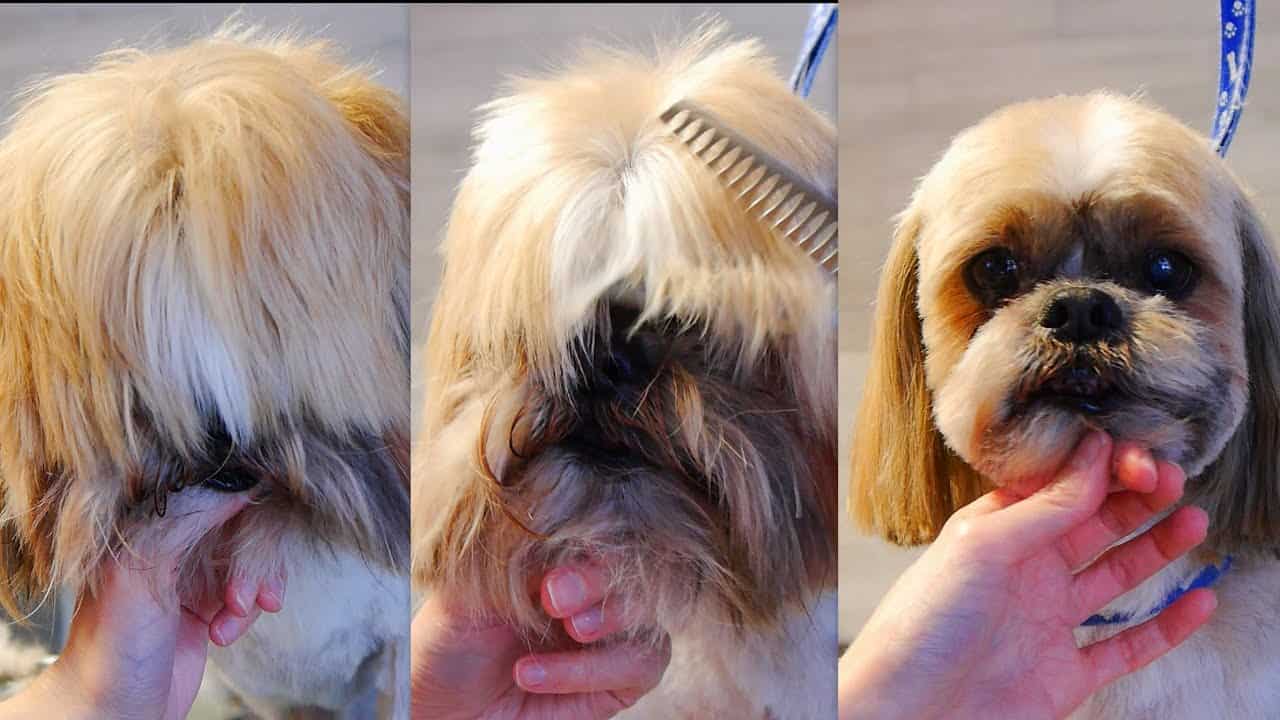 How To Groom A Shih Tzu?