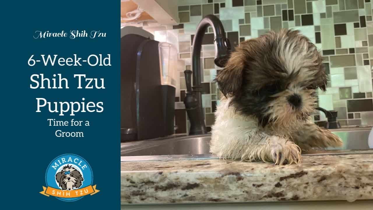 How To Keep Shih Tzu Calm During Grooming?