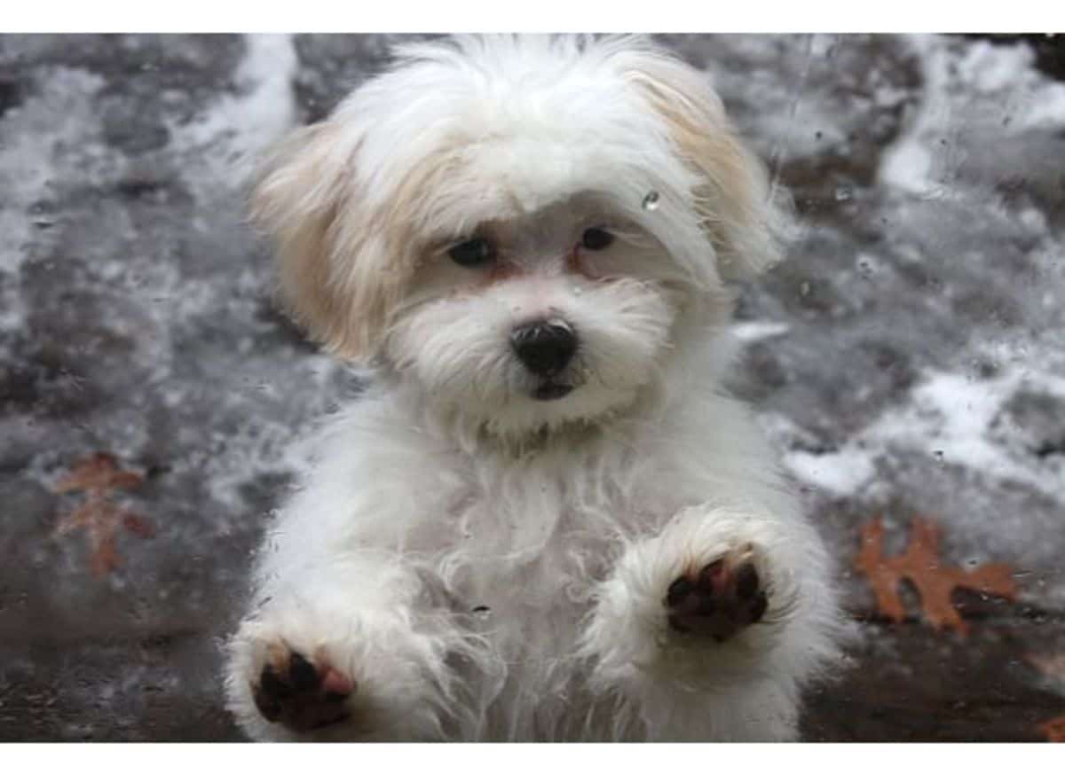 How I maintain my Poodle-Mix [Expert Opinion]