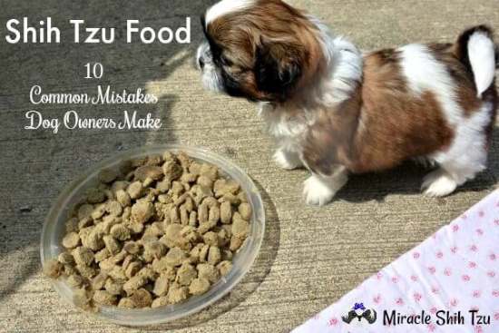 Shih tzu shop puppy feeding guide