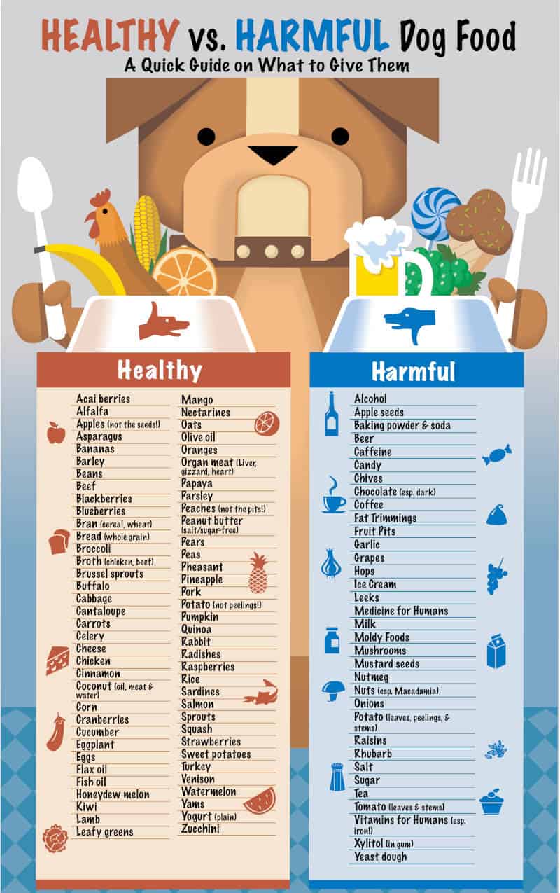 what-table-food-can-shih-tzu-eat