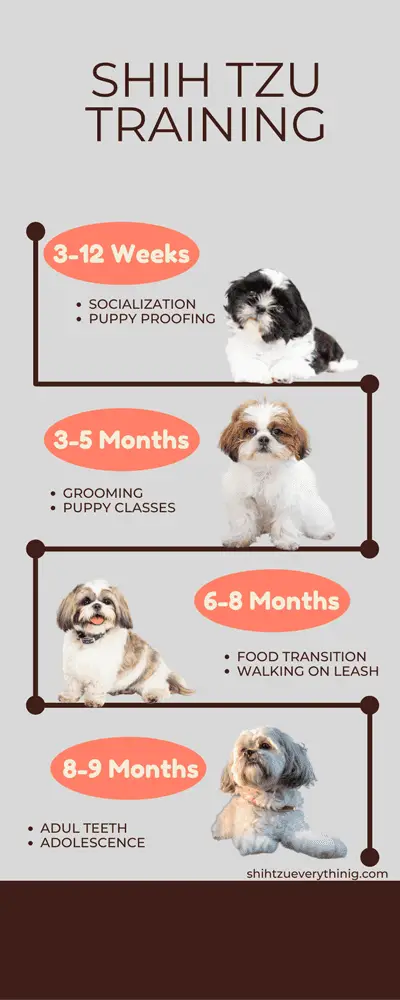 What Age to Start Training a Shih Tzu?