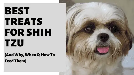 What is a Good Shih Tzu Puppy Treat for Training?