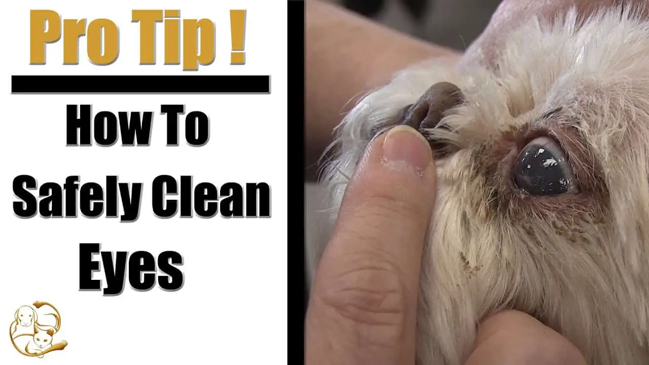 What to Use to Clean Shih Tzu Eyes?