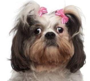 What Type of Eye Drops Do Shih Tzu's Need?