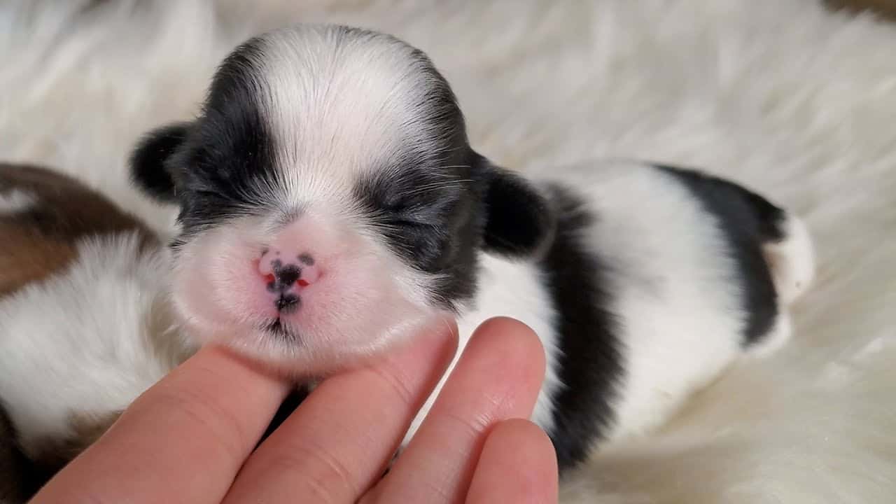 When Will My Shih Tzu Puppies Open Their Eyes?