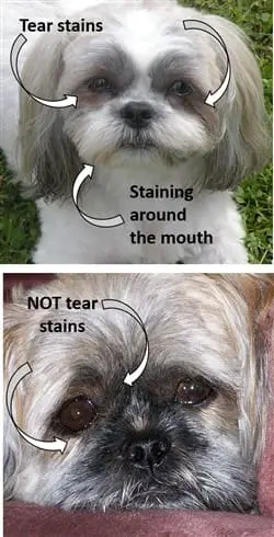 Why Do Shih Tzu Get Brown Around Eyes and Mouth?