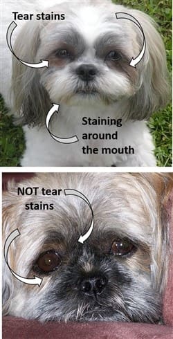 Shih tzu shop eye stains