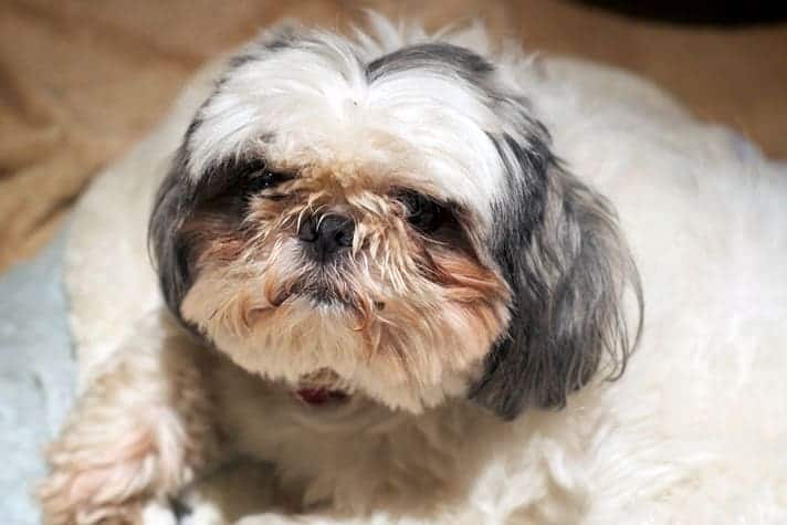 Why Does My Shih Tzu Have Stuff in Her Eyes?