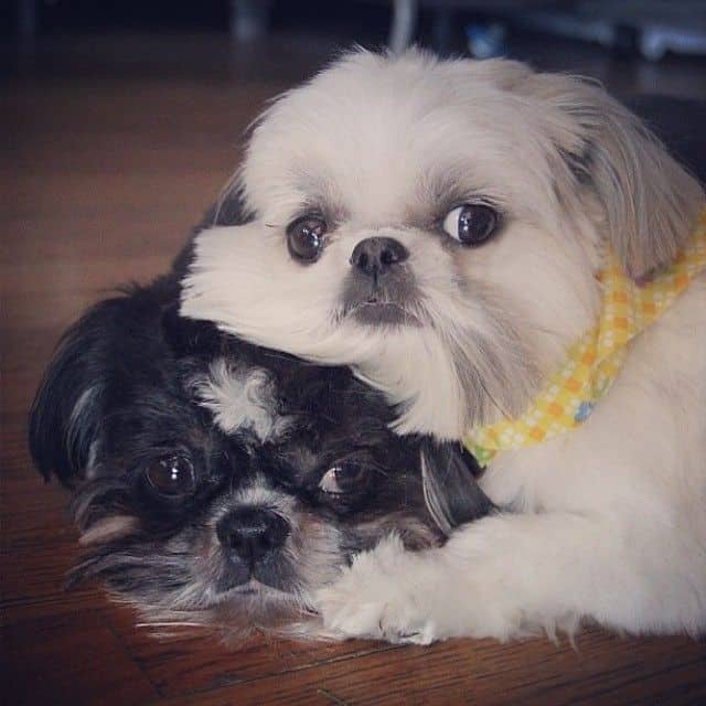 Outsmarting Shih Tzu Death Prevention Early Warning Signs - jt59nz9