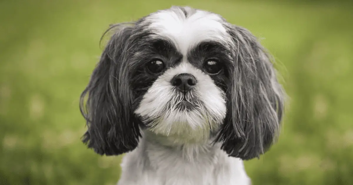 Shih Tzu Flea Infestation